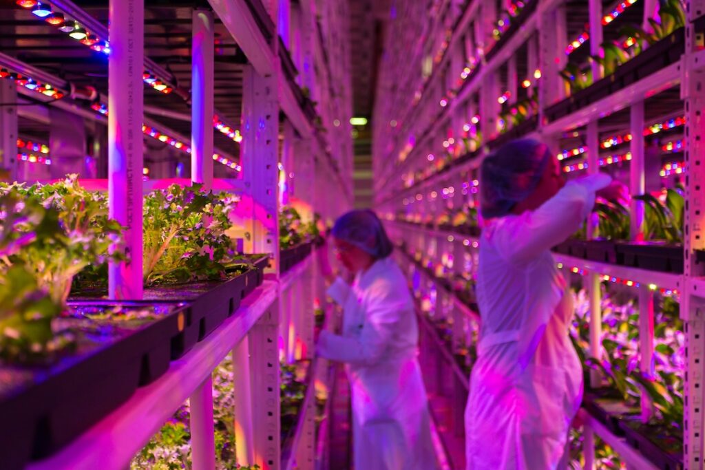 Workers plant vegetables in a vertical farm.