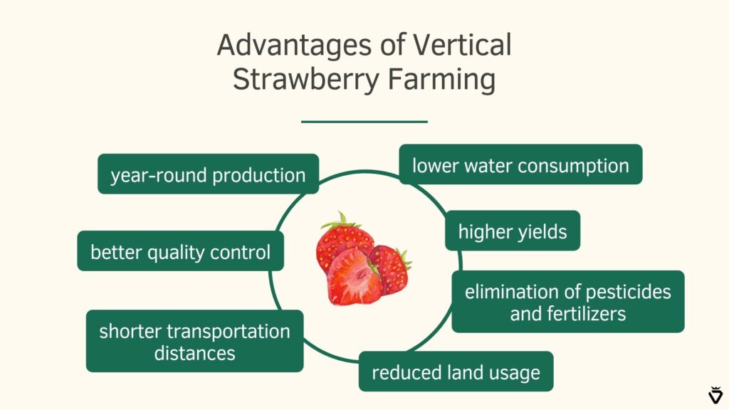 Illustration of the advantages of vertical strawberry farming.