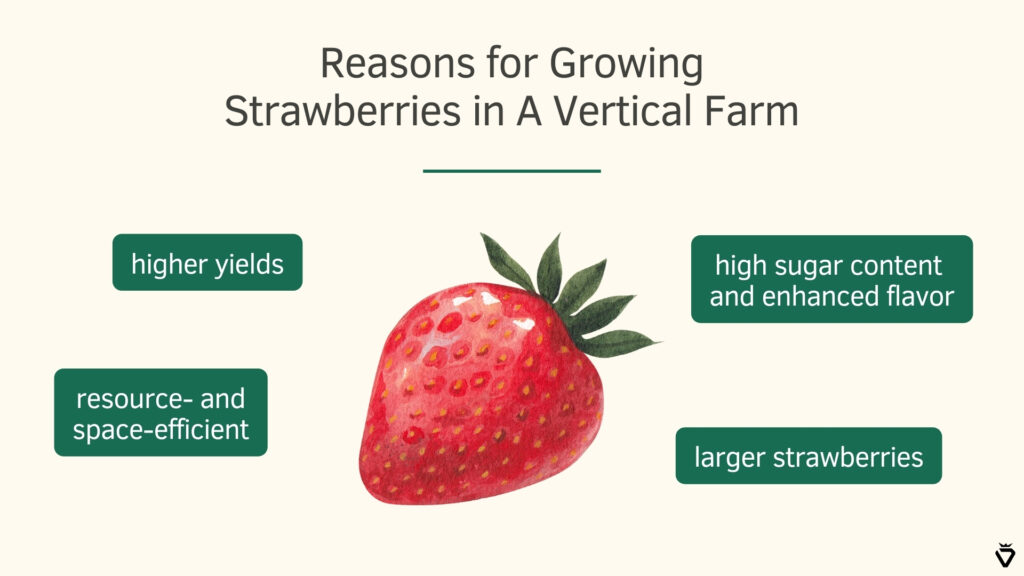 Illustration of the reasons for growing strawberries in a vertical farm.