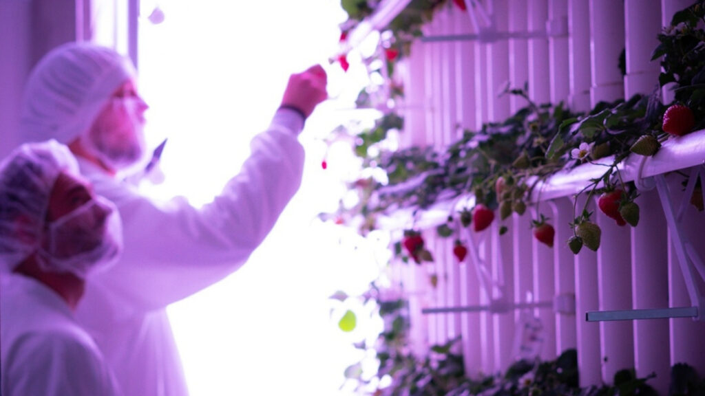 Two people work in a vertical strawberry farm where strawberries are grown under artificial lighting.