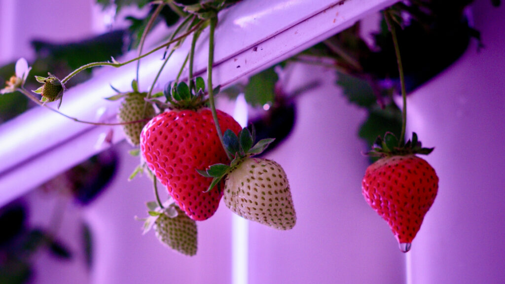 Ripe and unripe strawberries grow in a vertical strawberry farm under violet lighting.