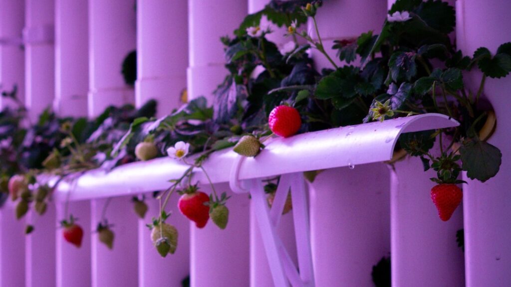 Ripe and unripe strawberries grow in a vertical strawberry farm under violet lighting.