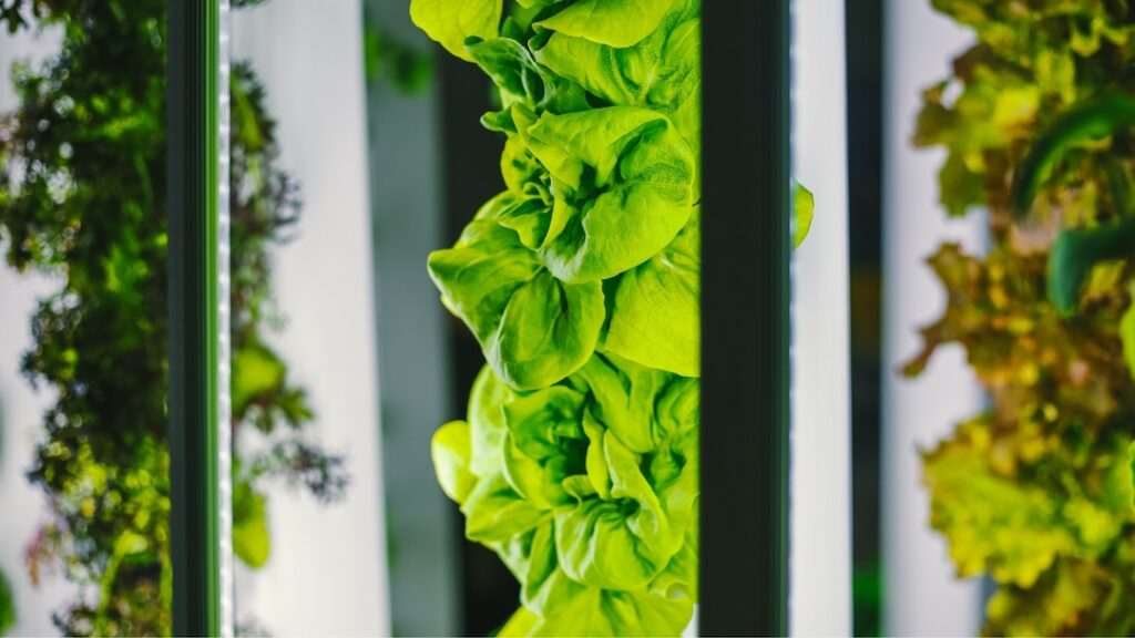 Different types of lettuce grow vertically in an indoor farm.