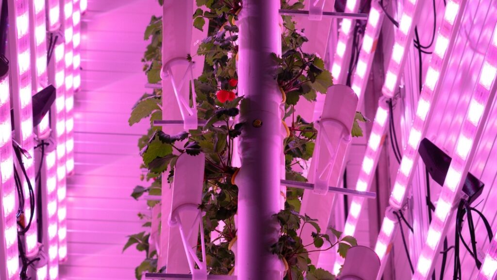 Strawberries growing in vertical indoor farm with purple lighting.