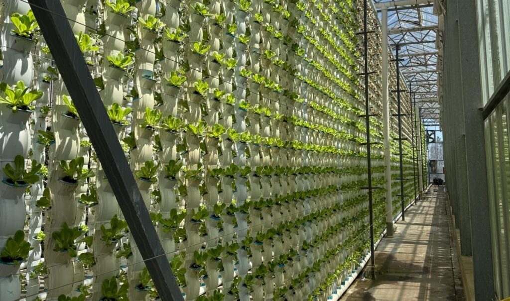 A large-scale vertical farming system inside a greenhouse, featuring rows of stacked white containers with young, green strawberry plants growing hydroponically. Sunlight streams through the glass roof, illuminating the plants.